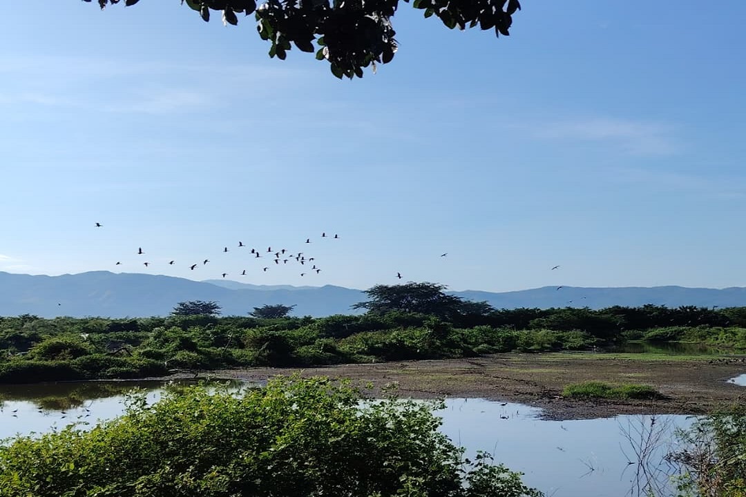 Aviturismo en Venezuela - Especies en reservas naturales y bosques nublados